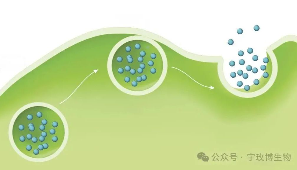 外泌体大规模提取的秘密都在这了