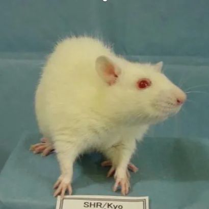 行为学-旷场实验