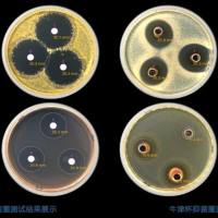 药物类抑菌实验