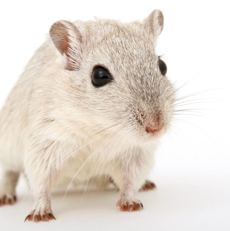 哮喘模型鼠造模方法