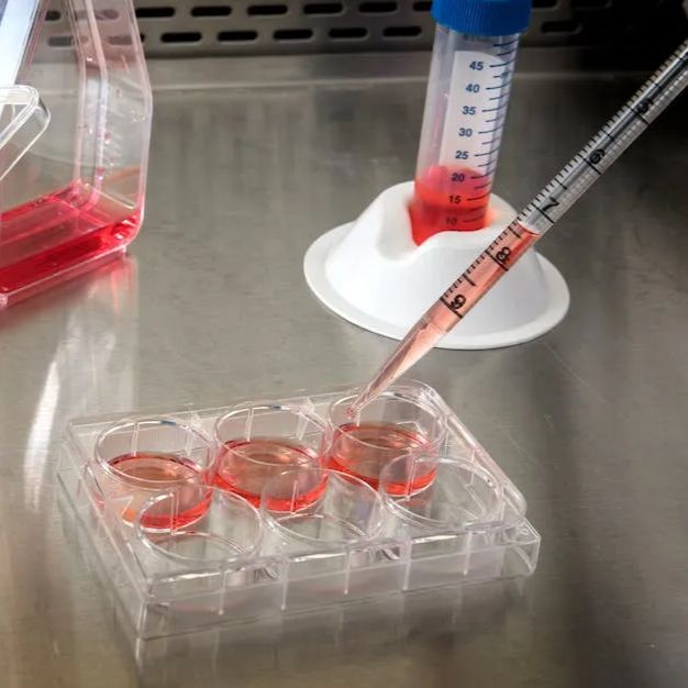原代细胞分离与永生化简介