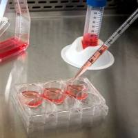 原代细胞分离与永生化简介