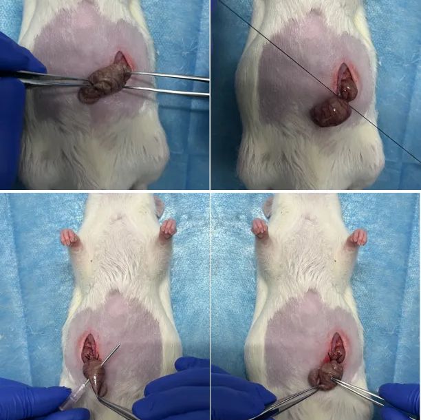 大鼠脓毒症模型