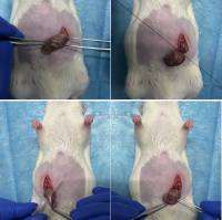 大鼠脓毒症模型