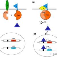 酵母膜双杂文库构建与筛选