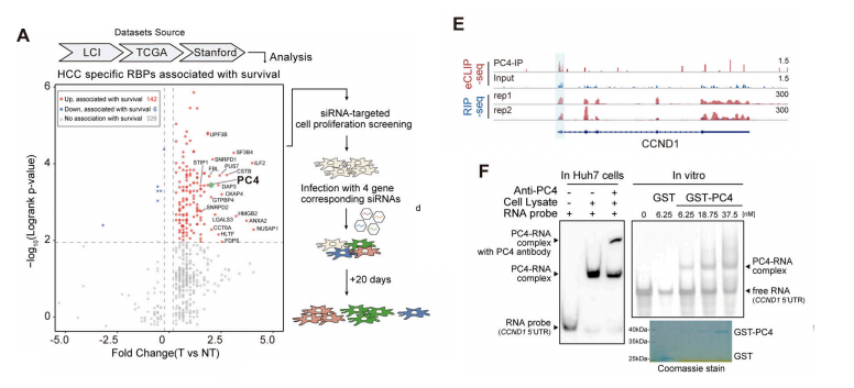 细胞周期蛋白D1 mRNA稳定性的周期性变化受到细胞周期中PC4修饰的调控