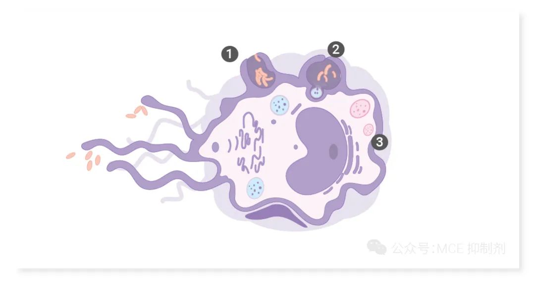 滴滴滴！巨噬细胞变形记：激活和分化指南  |MedChemExpress (MCE)
