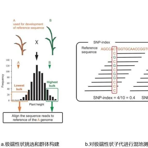 BSA性状定位简介