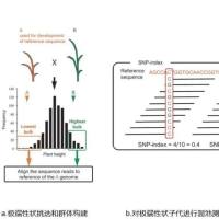 BSA性状定位简介