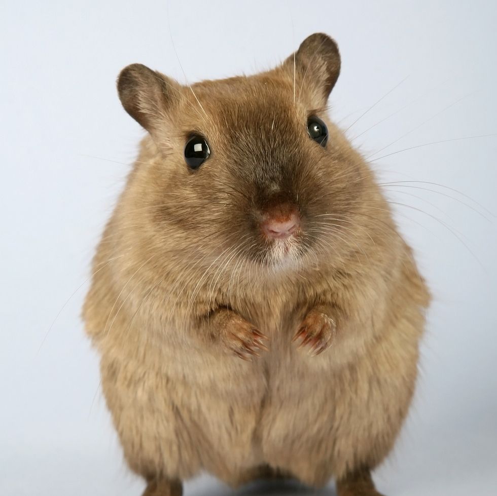 肠道类器官培养