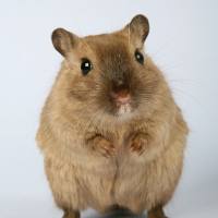 肠道类器官培养