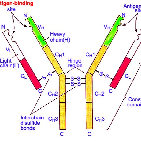 XIAP抗原，X-连锁凋亡蛋白/性连锁凋亡抑制蛋白抗原
