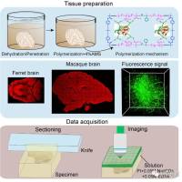 全脑精细成像技术