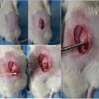 大鼠梗阻性肾病模型