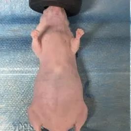 裸鼠胃癌原位移植瘤模型