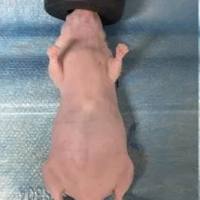 裸鼠胃癌原位移植瘤模型