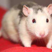 大鼠软组织损伤模型