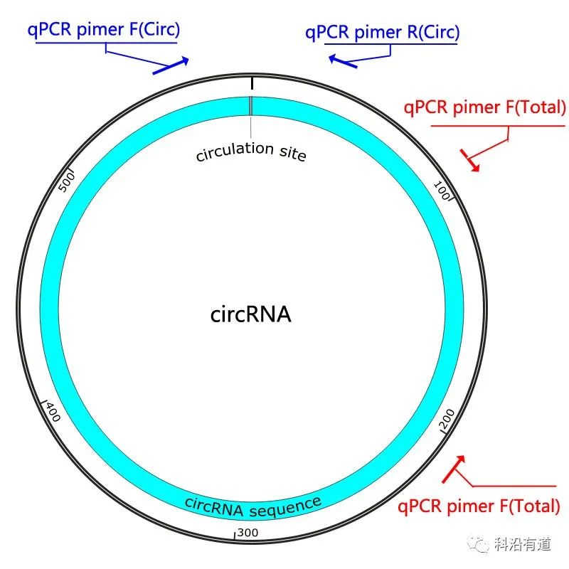 筛选A459 circRNA稳定过表达细胞株