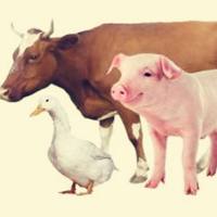 动物源性成分快速检测试剂盒（胶体金法）说明书