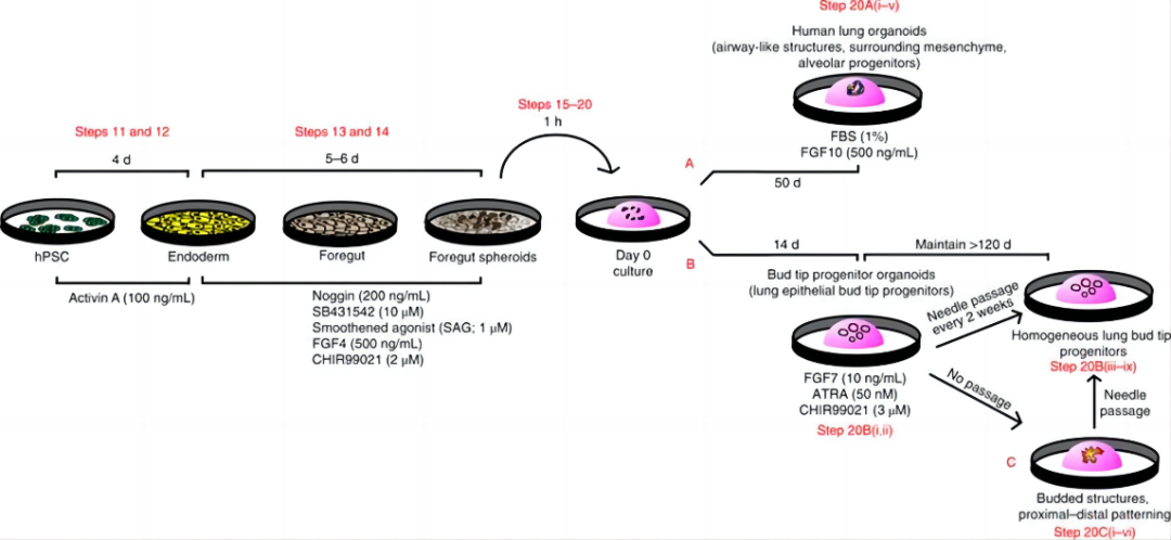 神奇的细胞因子系列之肺类器官培养