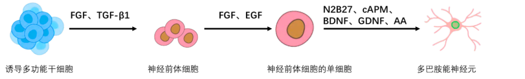神奇的细胞因子系列之iPSC诱导的神经细胞分化