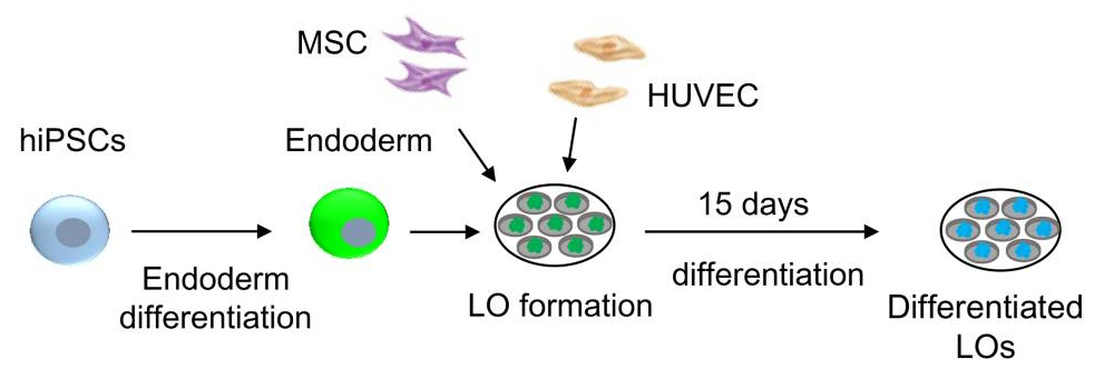 神奇的细胞因子系列之肝类器官培养