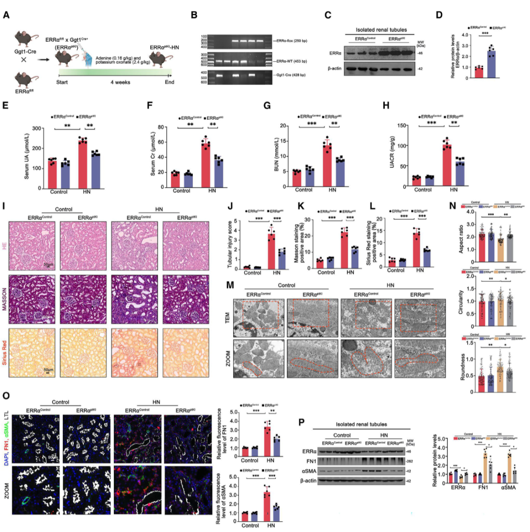 【客户文献分享】SGLT2 抑制剂达格列净可改善高尿酸血症性肾病的肾脏纤维化