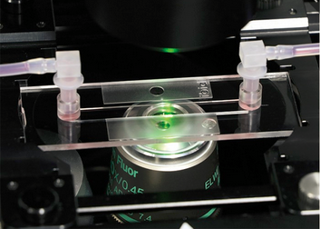 在单向灌流条件下进行细胞黏附实验