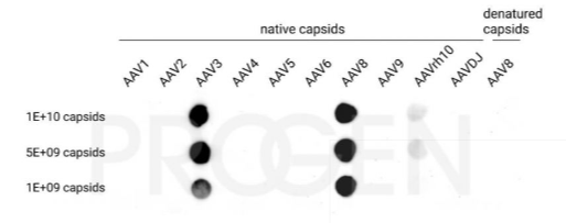 抗AAV8、ADK8、小鼠单克隆抗体/anti-AAV8, ADK8, mouse mab促销