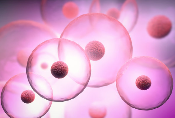 关于细胞空泡的奥秘