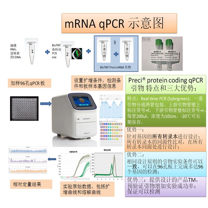Preci®  mouse(小鼠) Cd96 (基因ID：84544) qPCR引物对 (全名：CD96 antigen；别名：Tactile,1700109I12Rik)(tnt9776a)