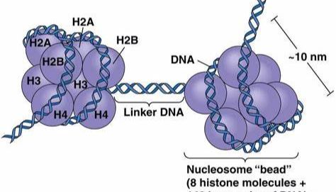 染色质免疫沉淀法(ChIP)手册（一）