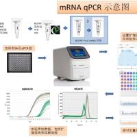 cDNA第一链合成/RNA逆转录试剂盒