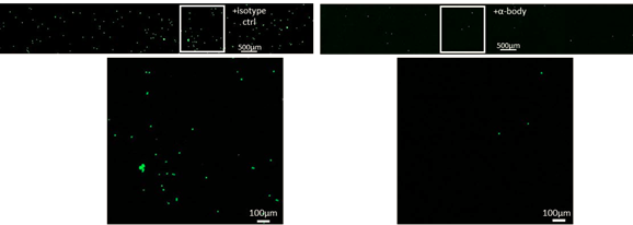 在单向灌流条件下进行细胞黏附实验