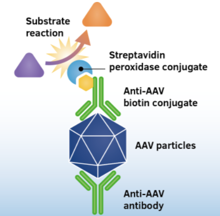 AAV5滴定ELISA试剂盒/AAV5 Titration ELISA促销 AAV5滴定ELISA试剂盒/AAV5 Titration ELISA促销