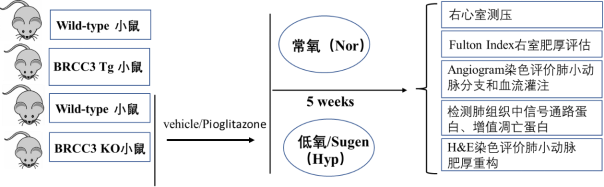 扬州大学附属医院团队发现去泛素化酶BRCC3调控肺血管重构及肺动脉高压发生发展过程