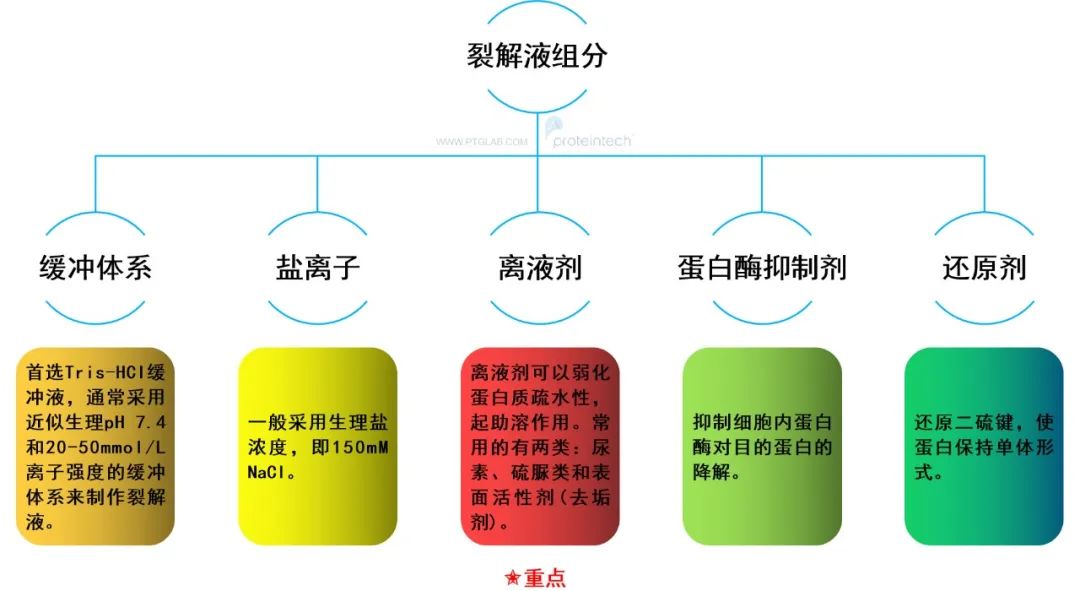 WB样本制备的关键——裂解液选择指南