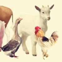 鸡源性成分快速检测试剂盒(胶体金法)说明书