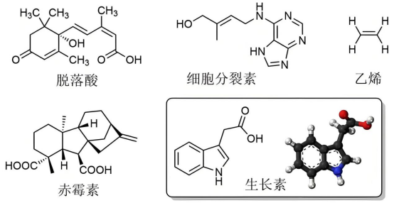 植物激素的分类及作用机制