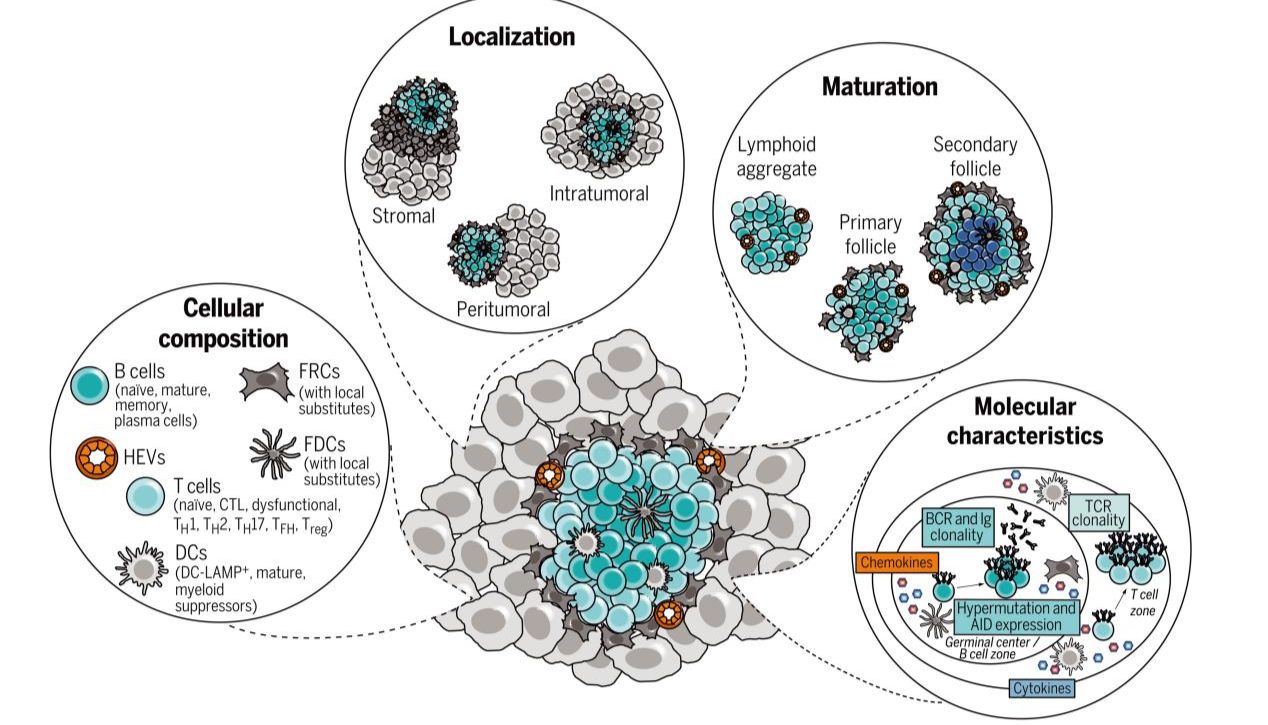 三级淋巴结构TLS在癌症中的应用