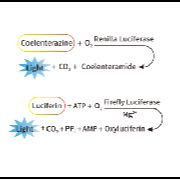 双萤光素酶报告基因检测