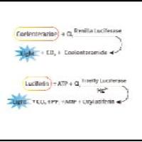 双萤光素酶报告基因检测