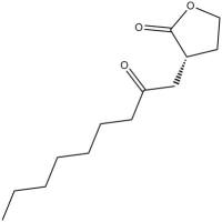 N-octanoyl-L-Homoserine lactone