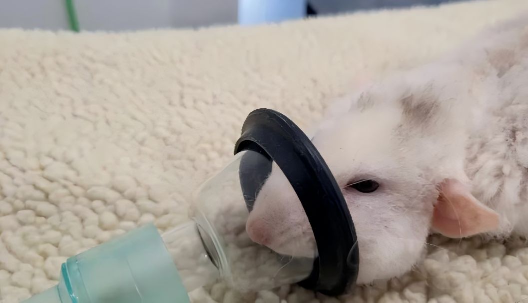 打造科研新体验：玉研气体麻醉机——小动物实验的精准麻醉利器