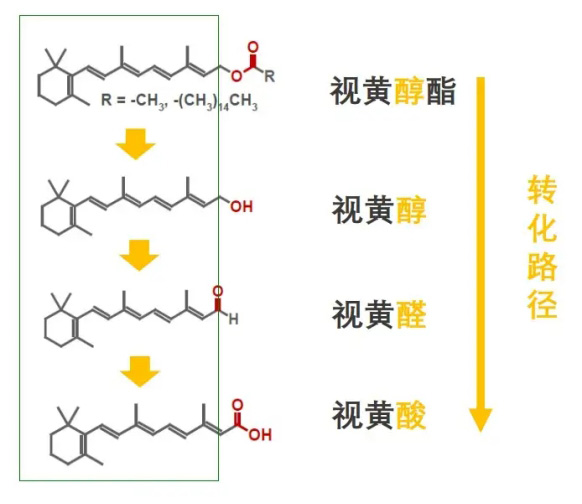 类视黄醇的转化路径
