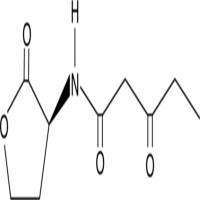 N-3-oxo-pentanoyl-L-Homoserine lactone
