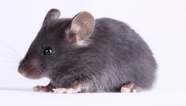 从肺组织到类器官培养-单细胞悬液制备仪实战案例