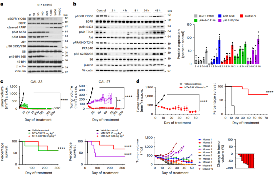 Nat. Cancer：发现 EGFR/PI3K 双重靶向抑制剂