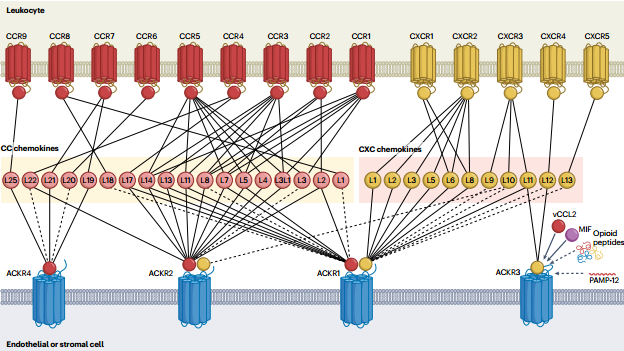 趋化因子及其受体超家族