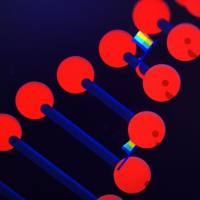 抗牛呼吸道合胞体单克隆抗体